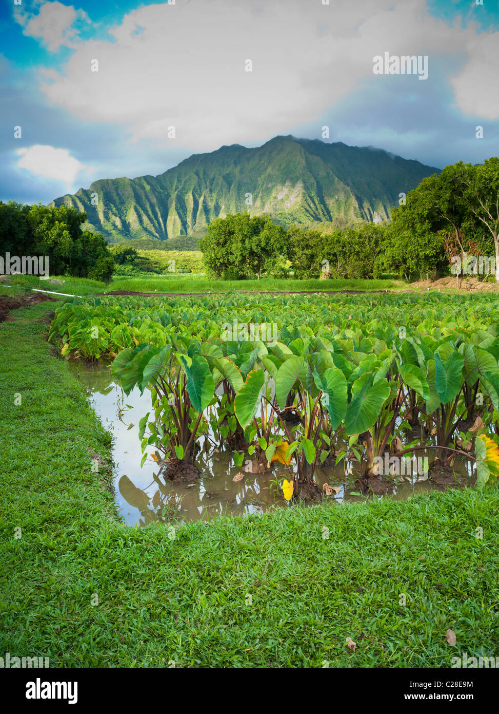 Mahuahua `ai o hoi, native Hawaiian land restoration program Stock Photo